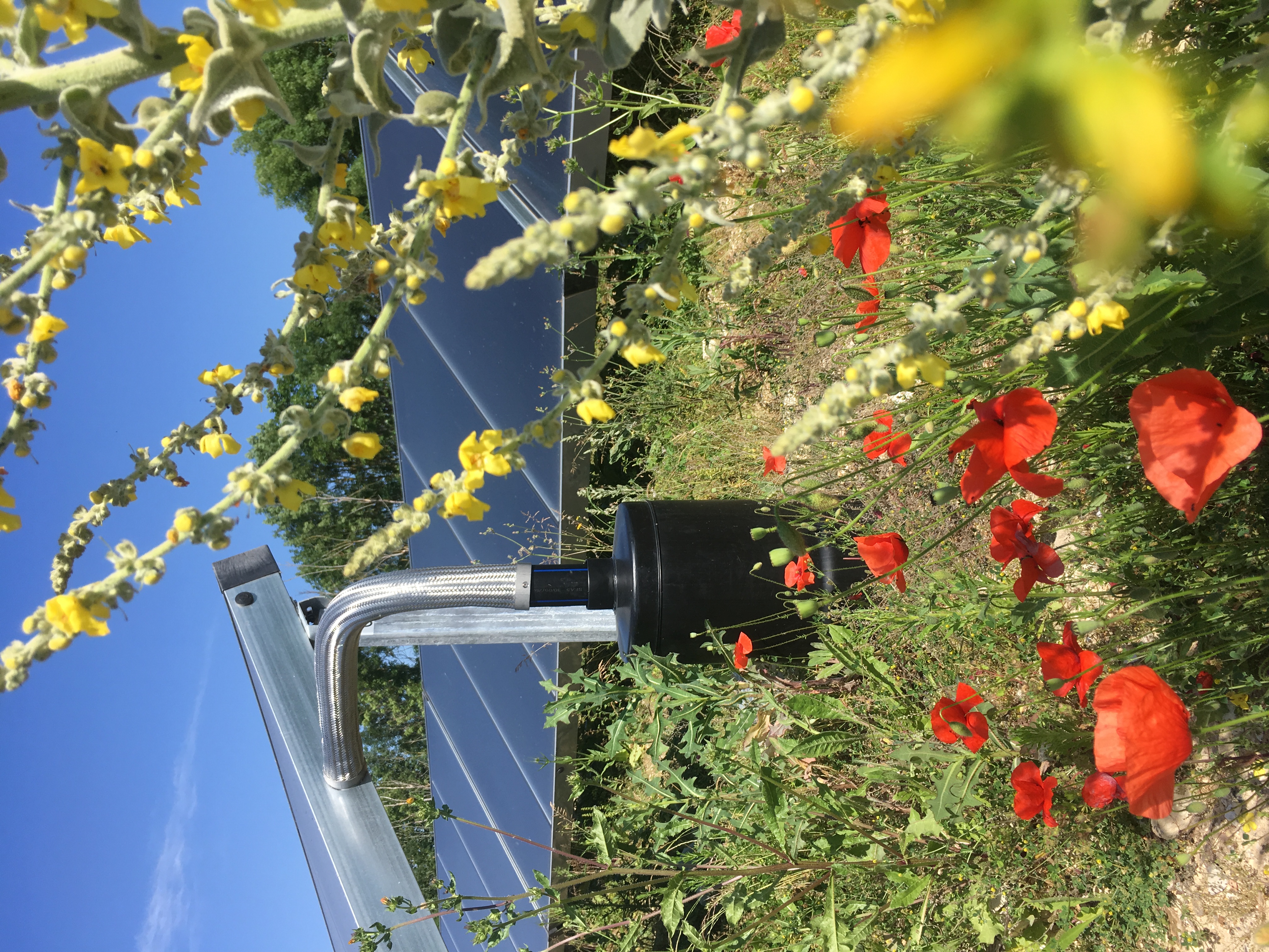 Solar panels in a field with flowers